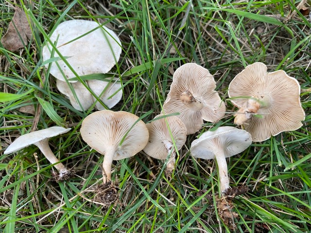 Fool's Funnel (Collybia 'rivulosa PNW07')
