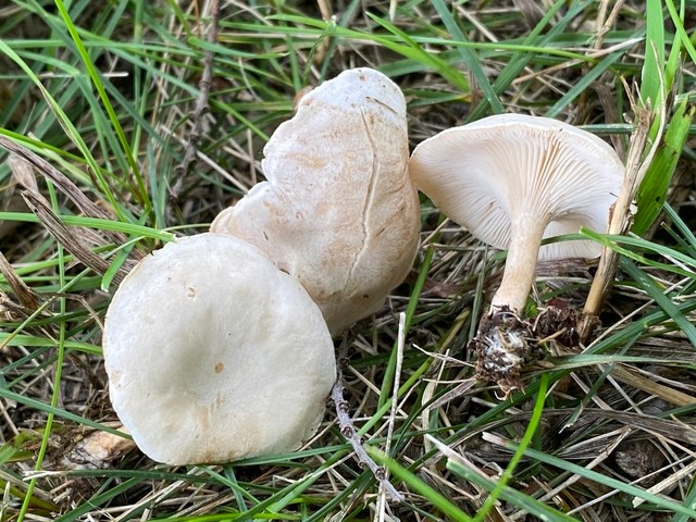 Fool's Funnel (Collybia 'rivulosa PNW07')