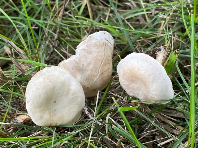 Fool's Funnel (Collybia 'rivulosa PNW07')