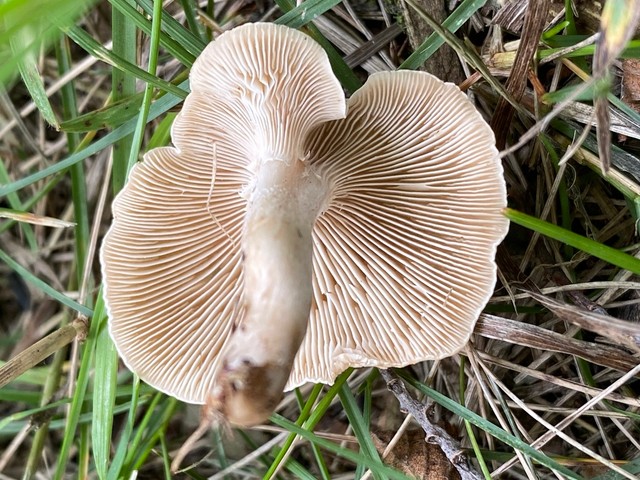 Fool's Funnel (Collybia 'rivulosa PNW07')
